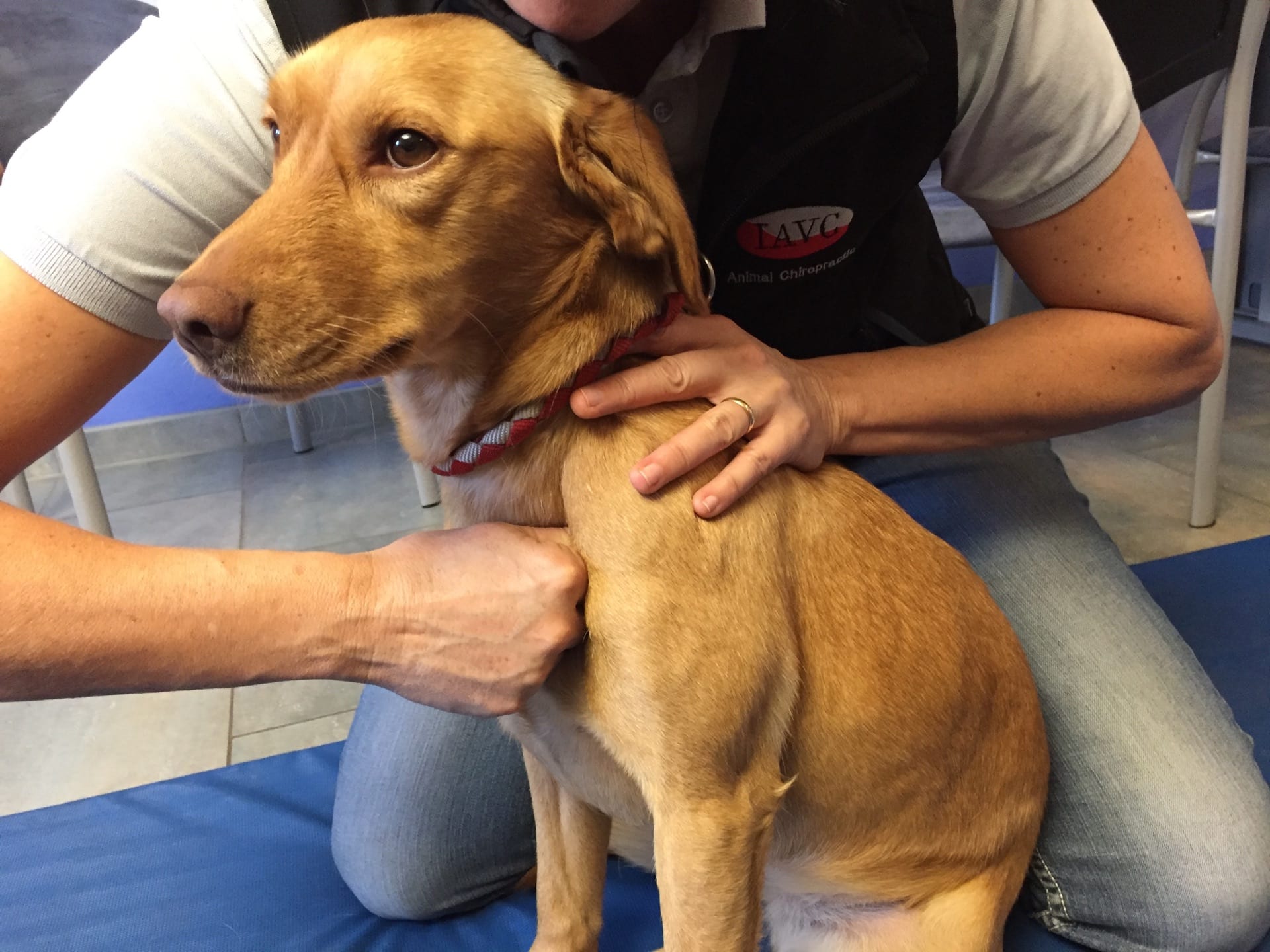 Advanced Small Animal seminar photo 1.