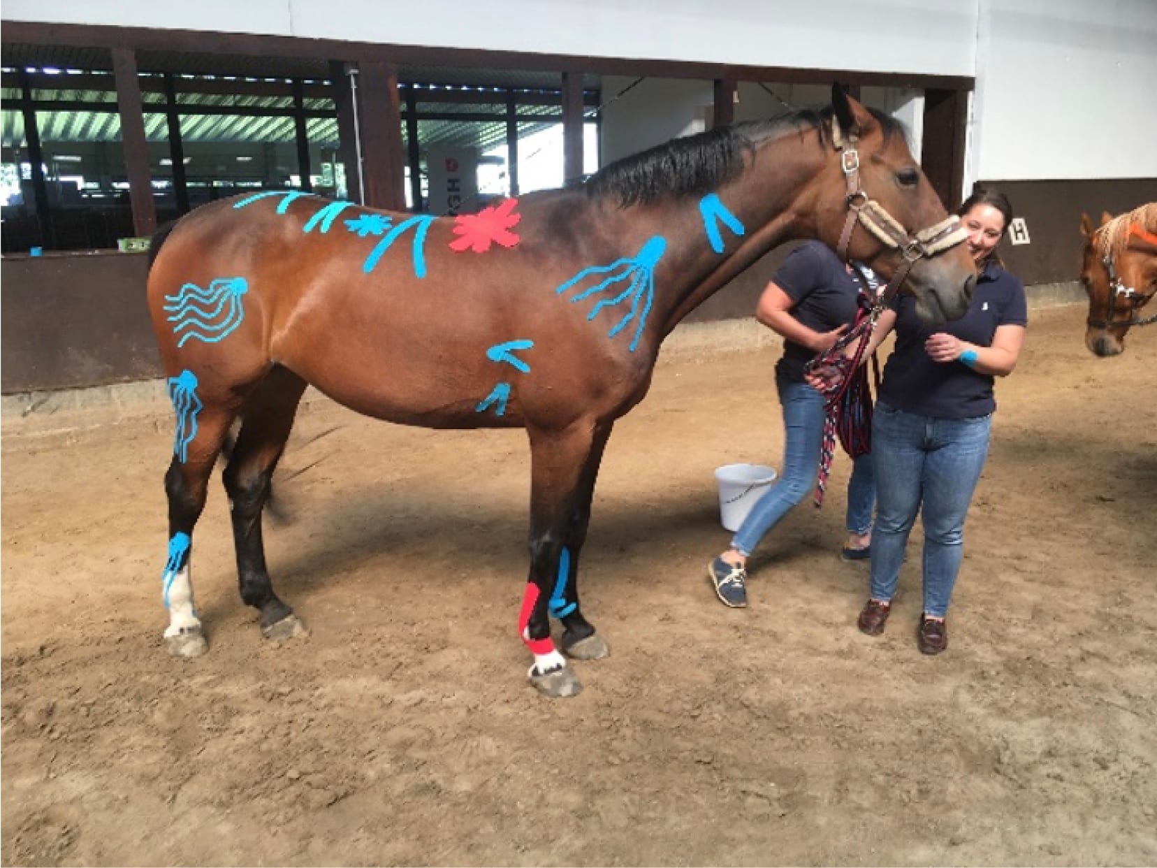 Veterinary Therapeutic Taping seminar photo 3.
