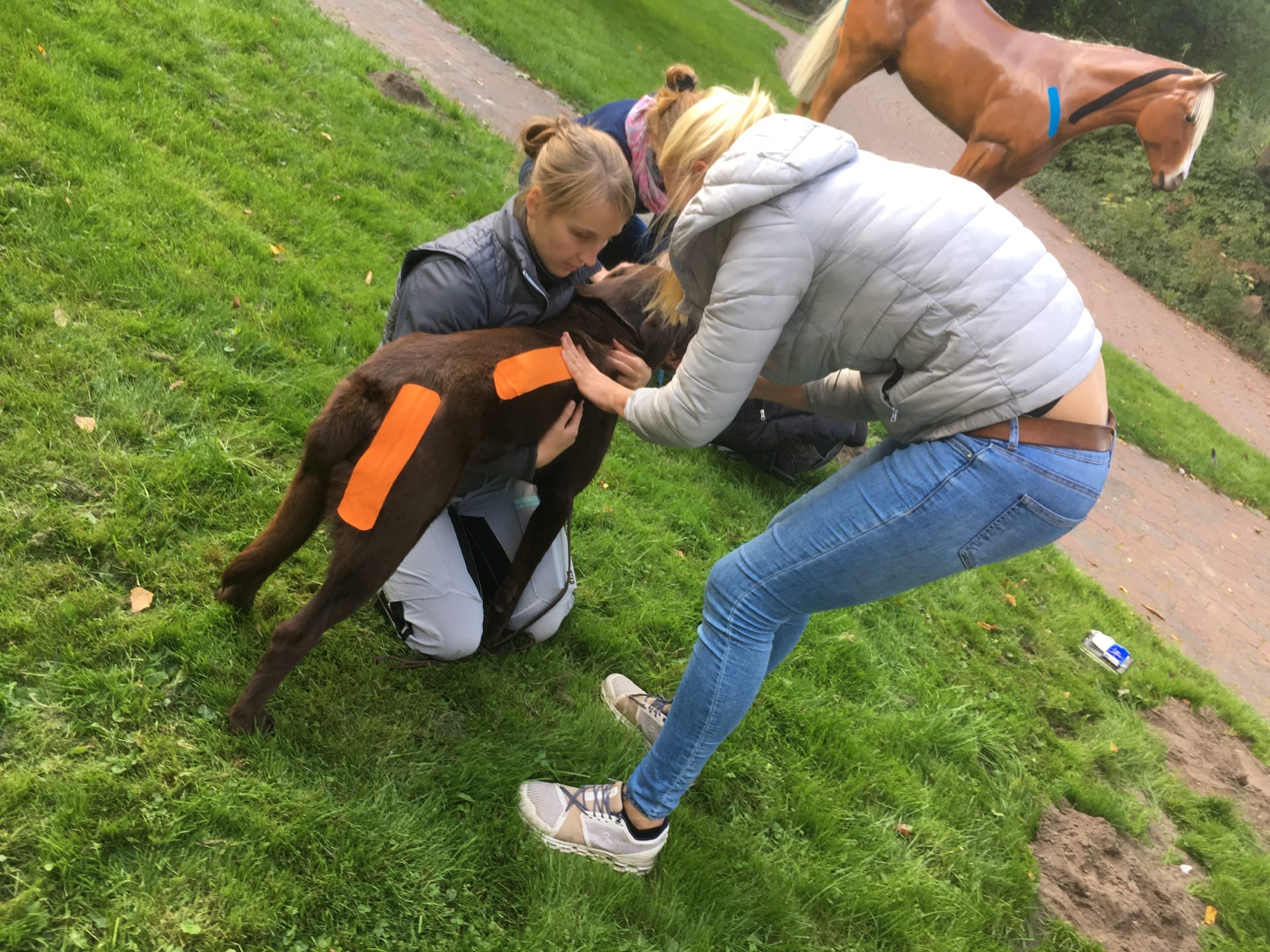 Veterinary Therapeutic Taping seminar photo 1.