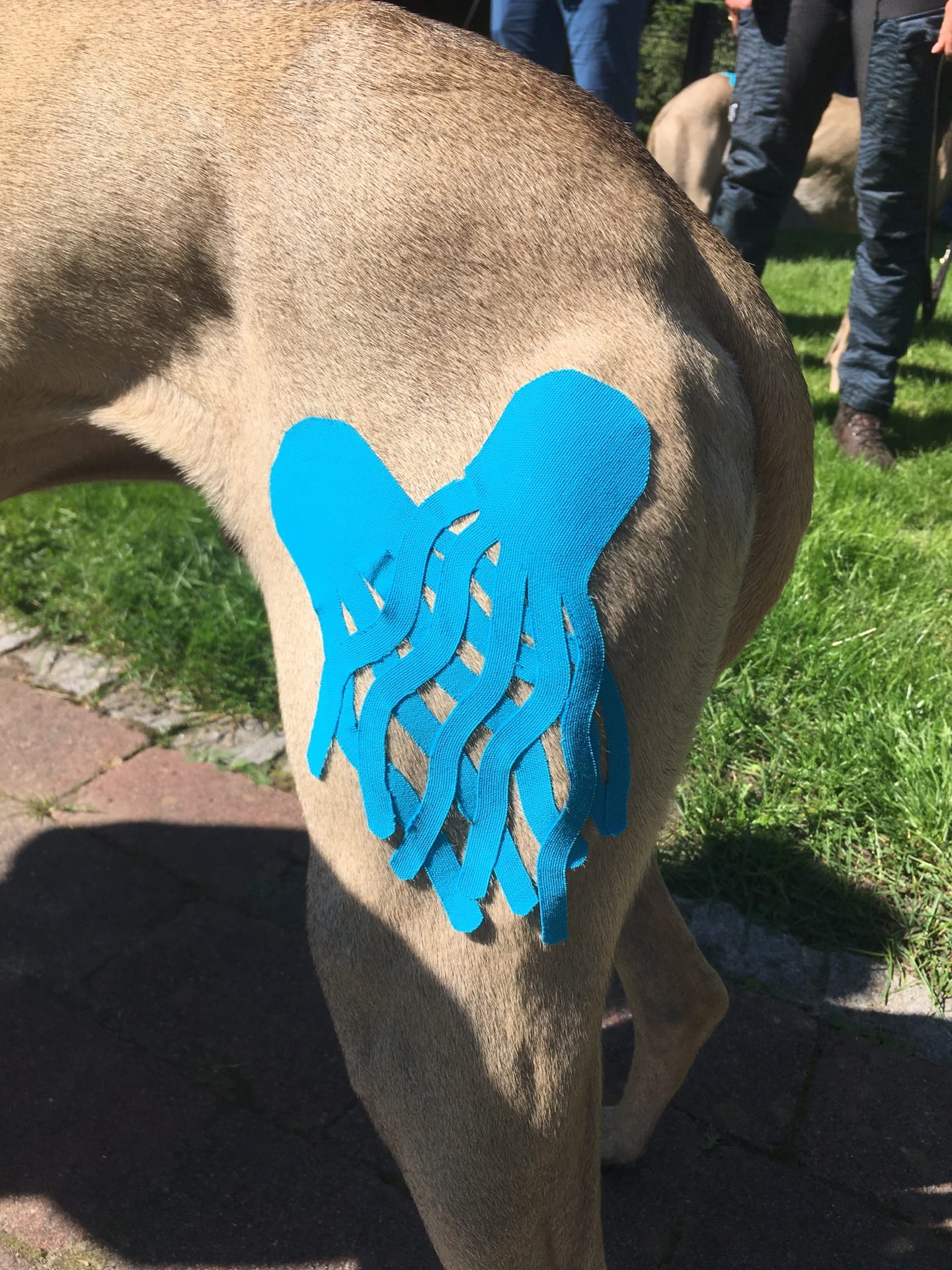 Veterinary Therapeutic Taping seminar photo 3.