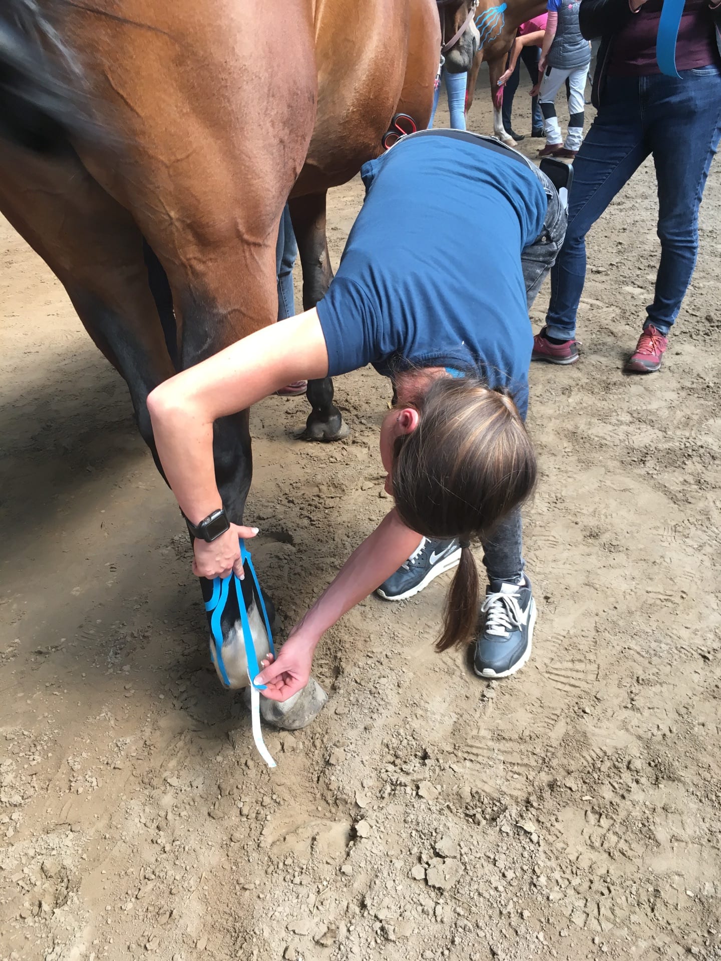 Veterinary Therapeutic Taping seminar photo 4.