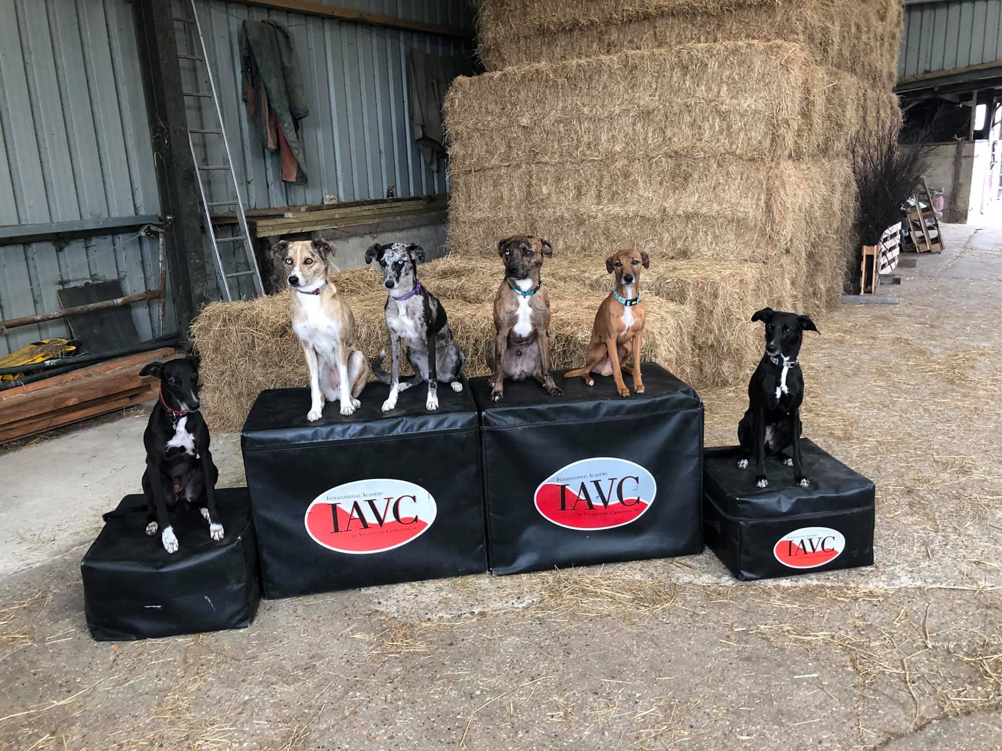 IAVC large, unfilled bale cover