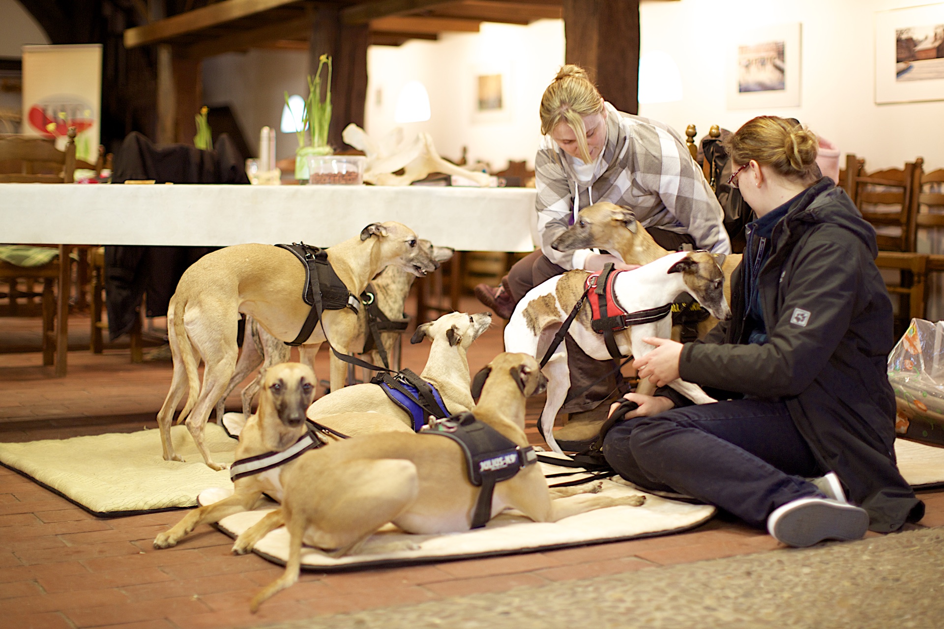 Advanced Small Animal seminar photo 5.