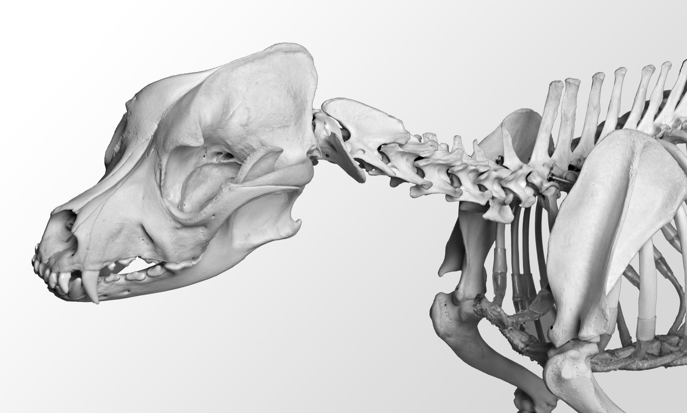 Canine skeleton showing the cervical spine from skull to shoulders