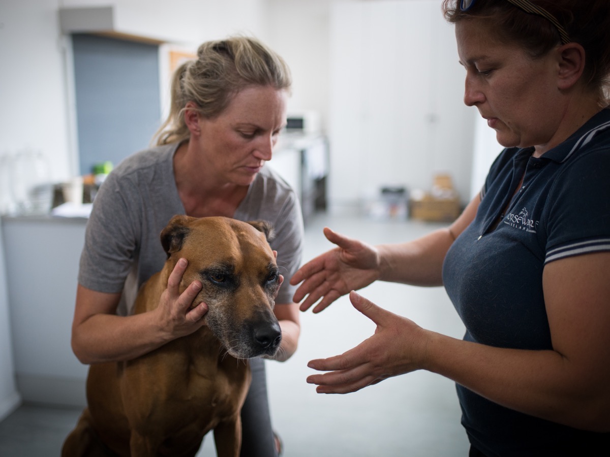 Canine Advanced Clinical Applications cervical seminar thumbnail