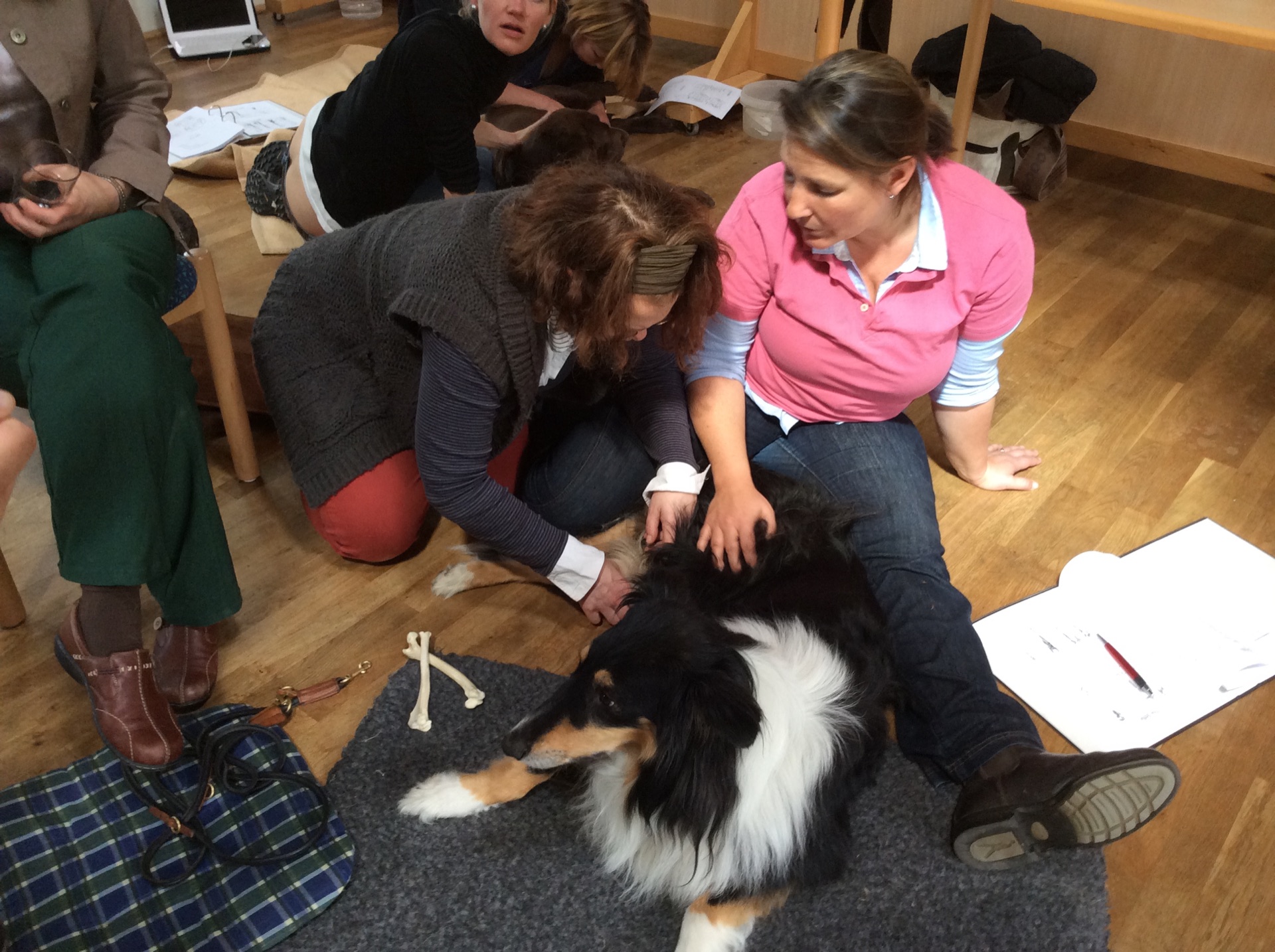Advanced Small Animal seminar photo 2.