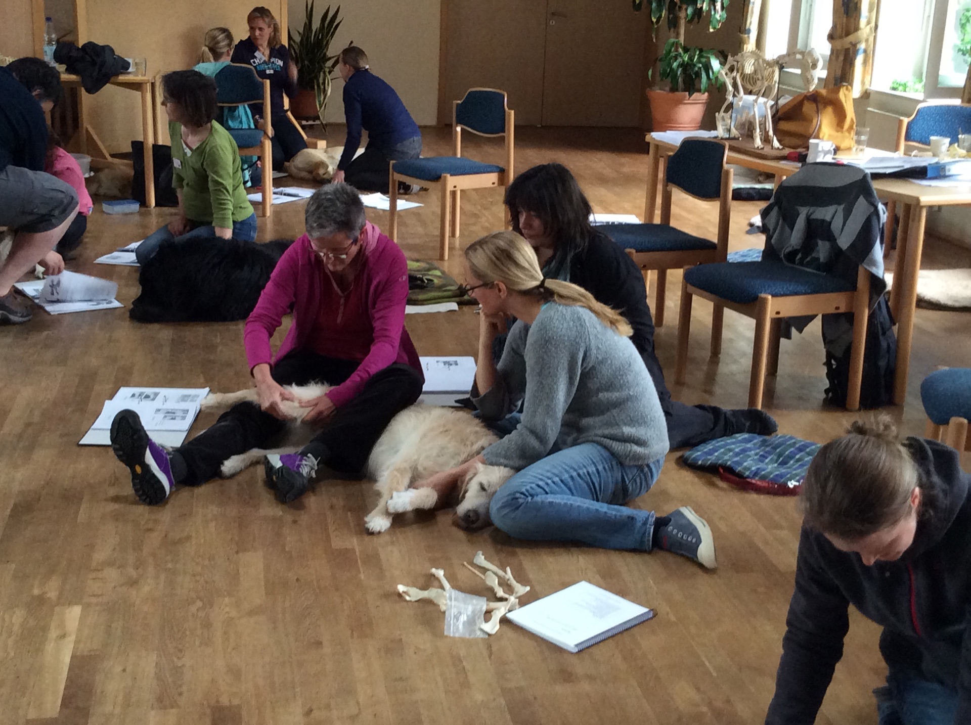 Advanced Small Animal seminar photo 4.