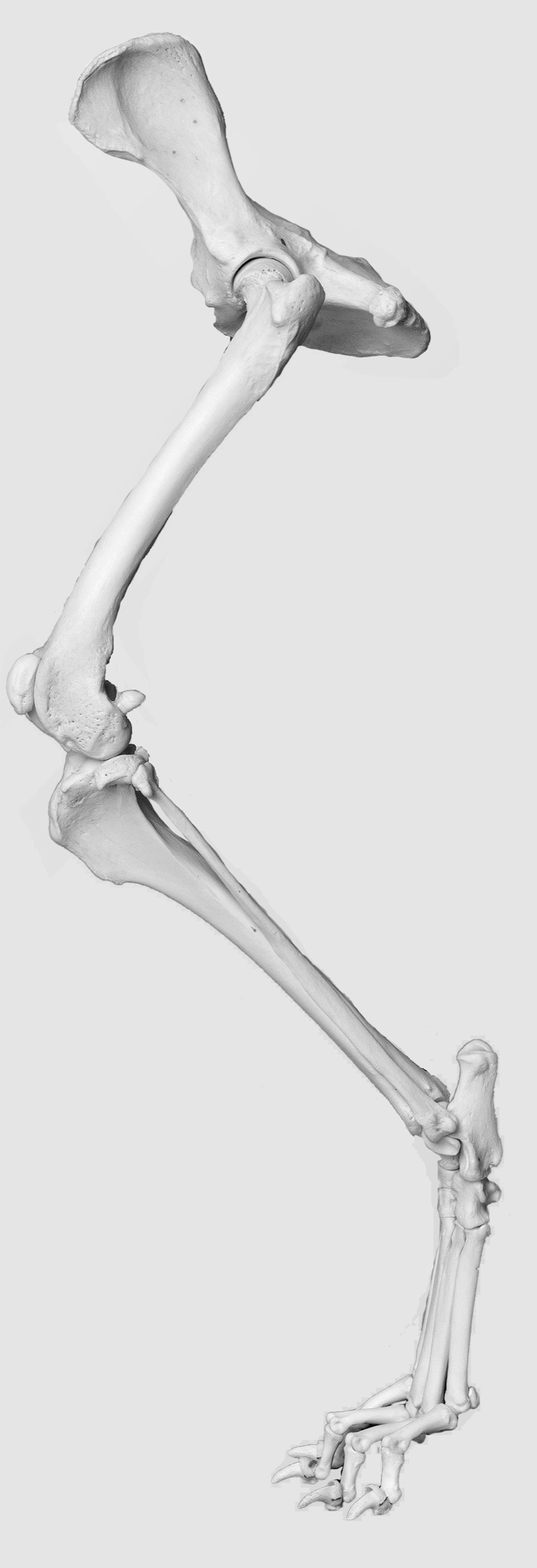 Canine forelimb skeleton from shoulder to paw