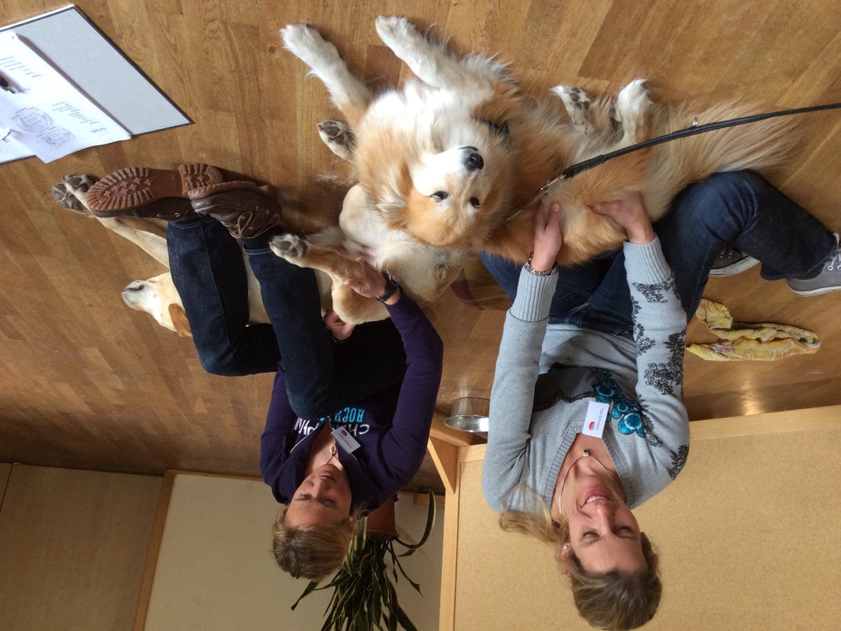 Practitioners working with dogs during canine practical training