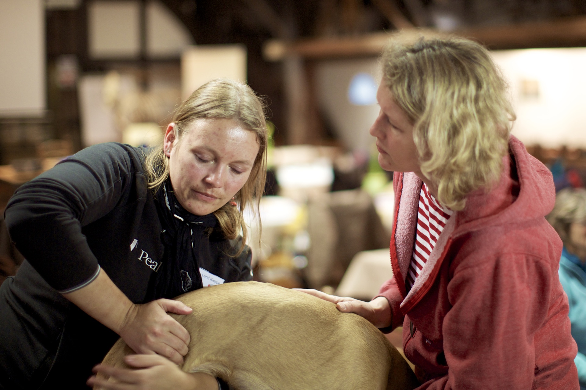 Advanced Small Animal seminar photo 4.