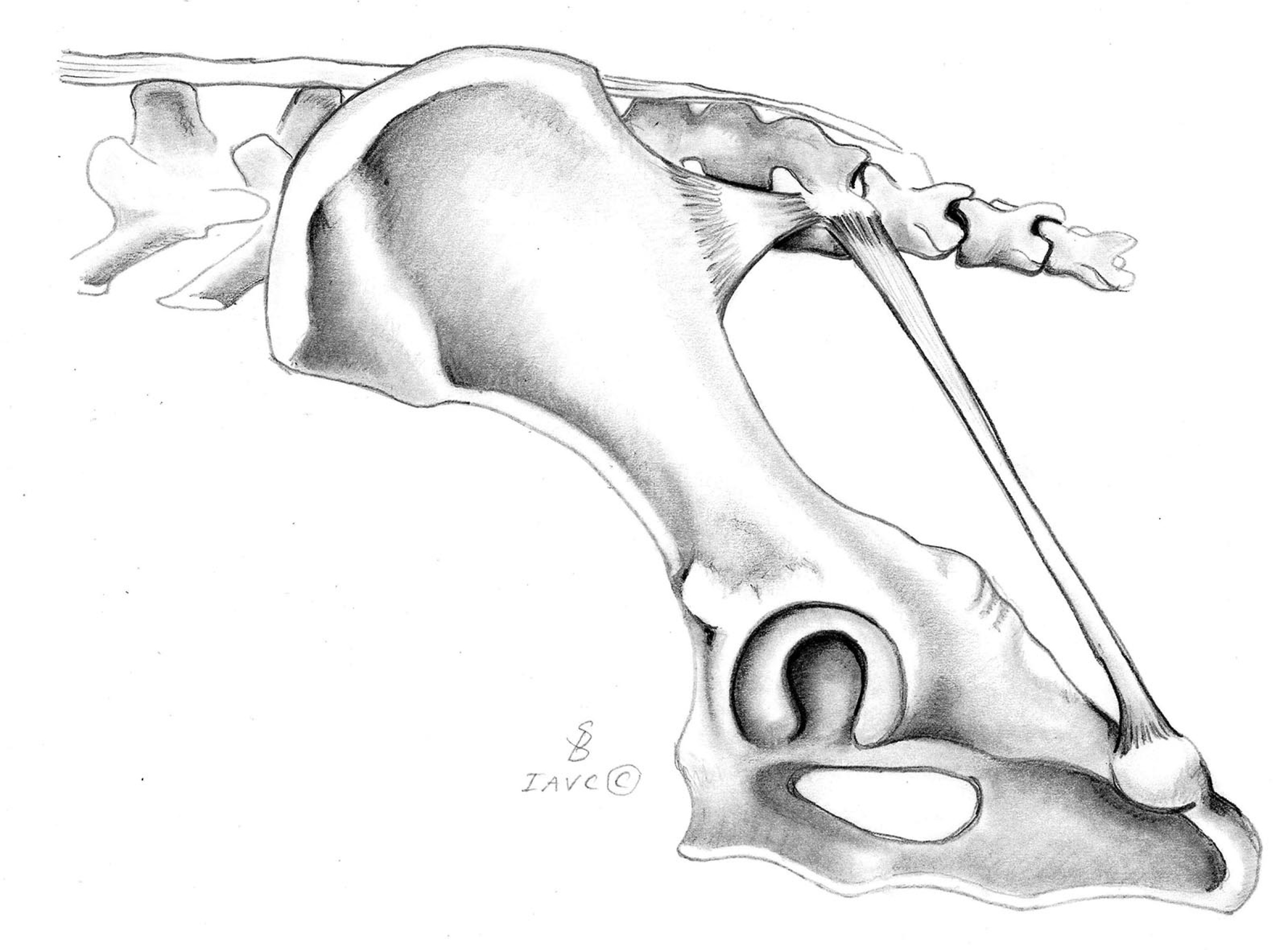 Illustration of the canine sacropelvic region and associated ligaments
