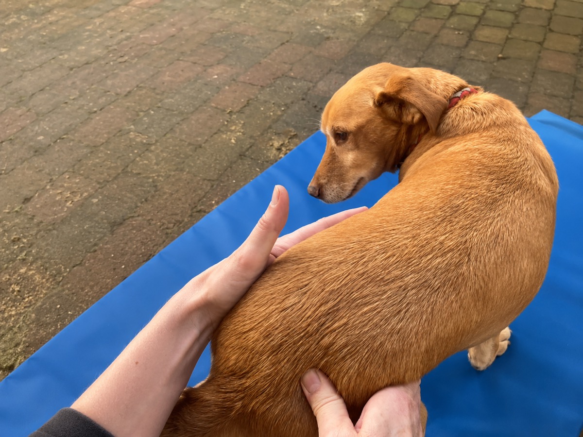 Practitioner assessing a dog's sacropelvic region