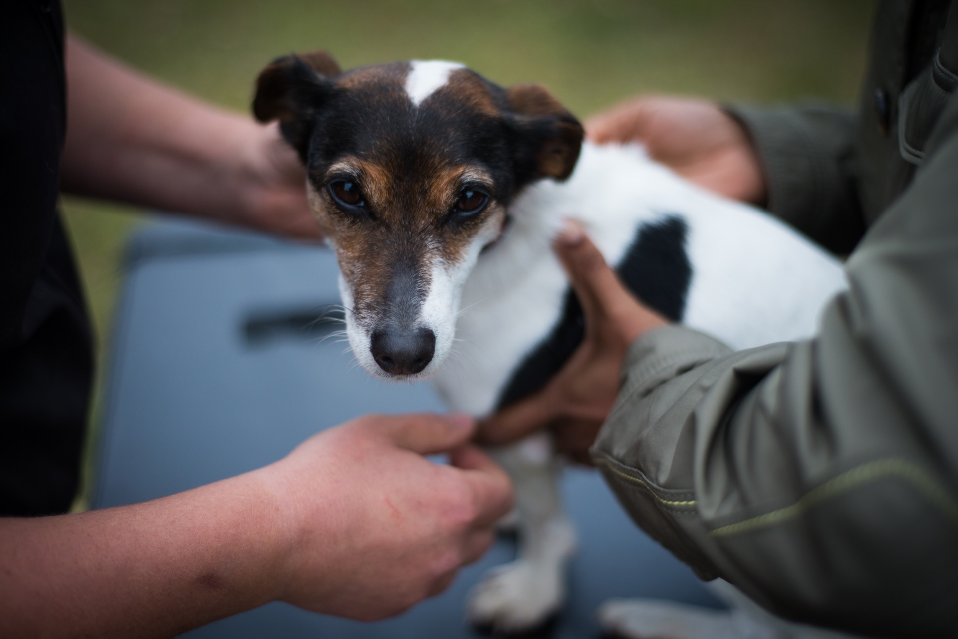 Advanced Small Animal seminar photo 6.