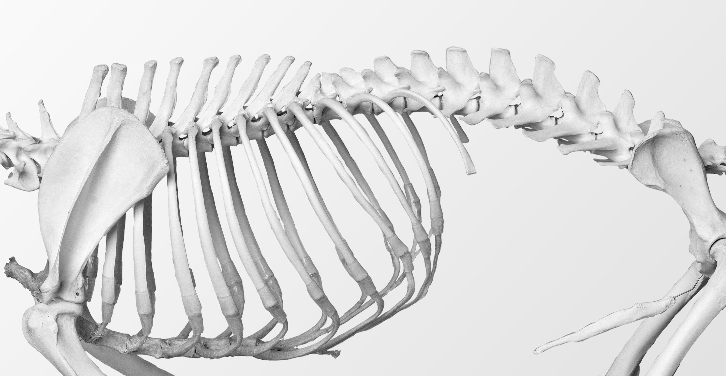 Canine skeleton highlighting the thoracic and lumbar spine