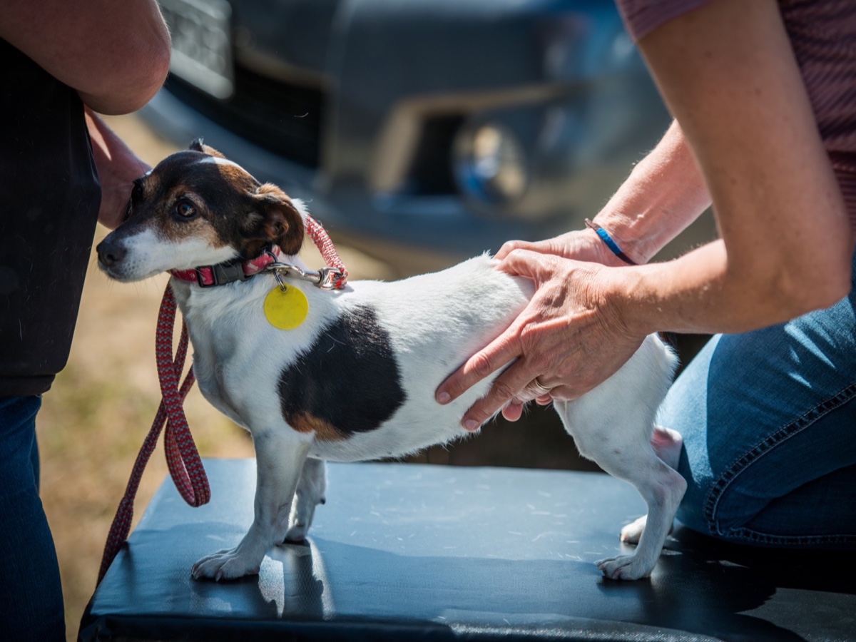 Veterinary practitioner assessing a small dog's thoracolumbar region