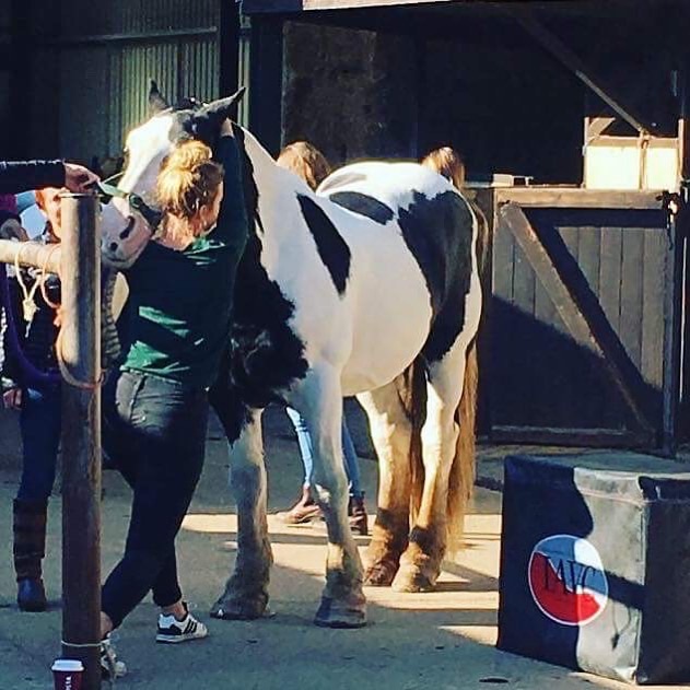 Advanced Equine seminar photo 2.
