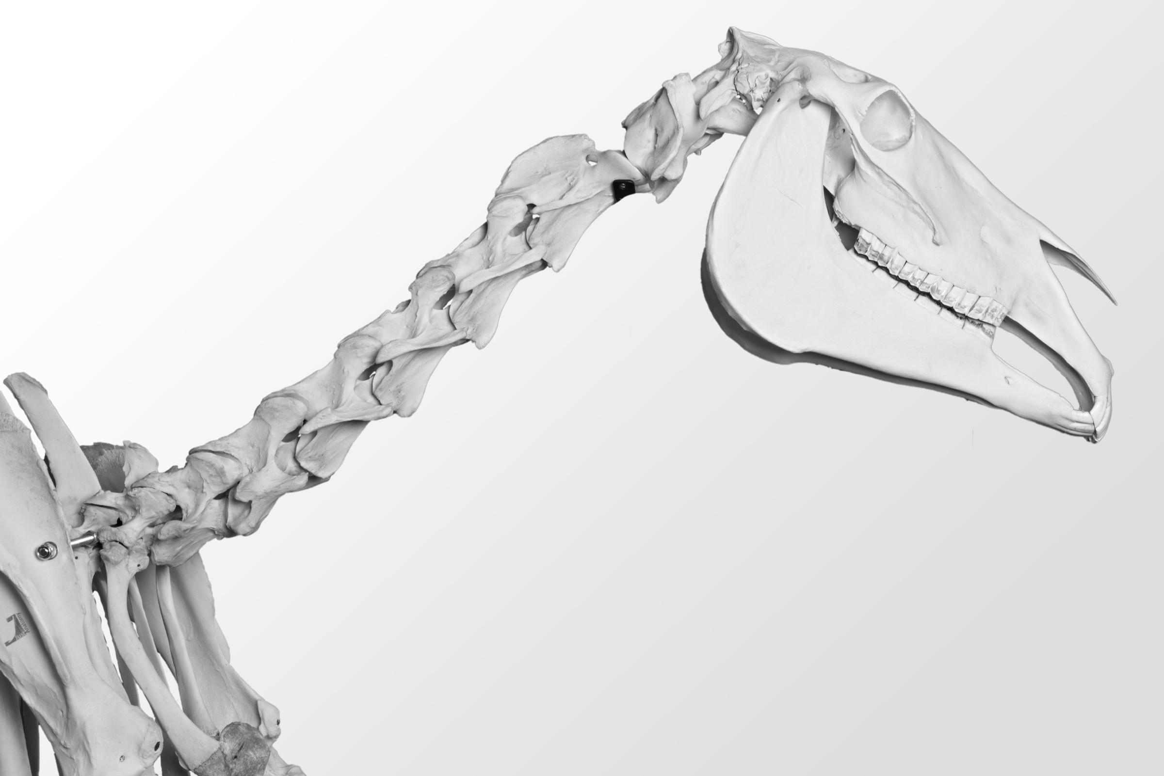 Equine skeleton showing the cervical spine from shoulder to skull
