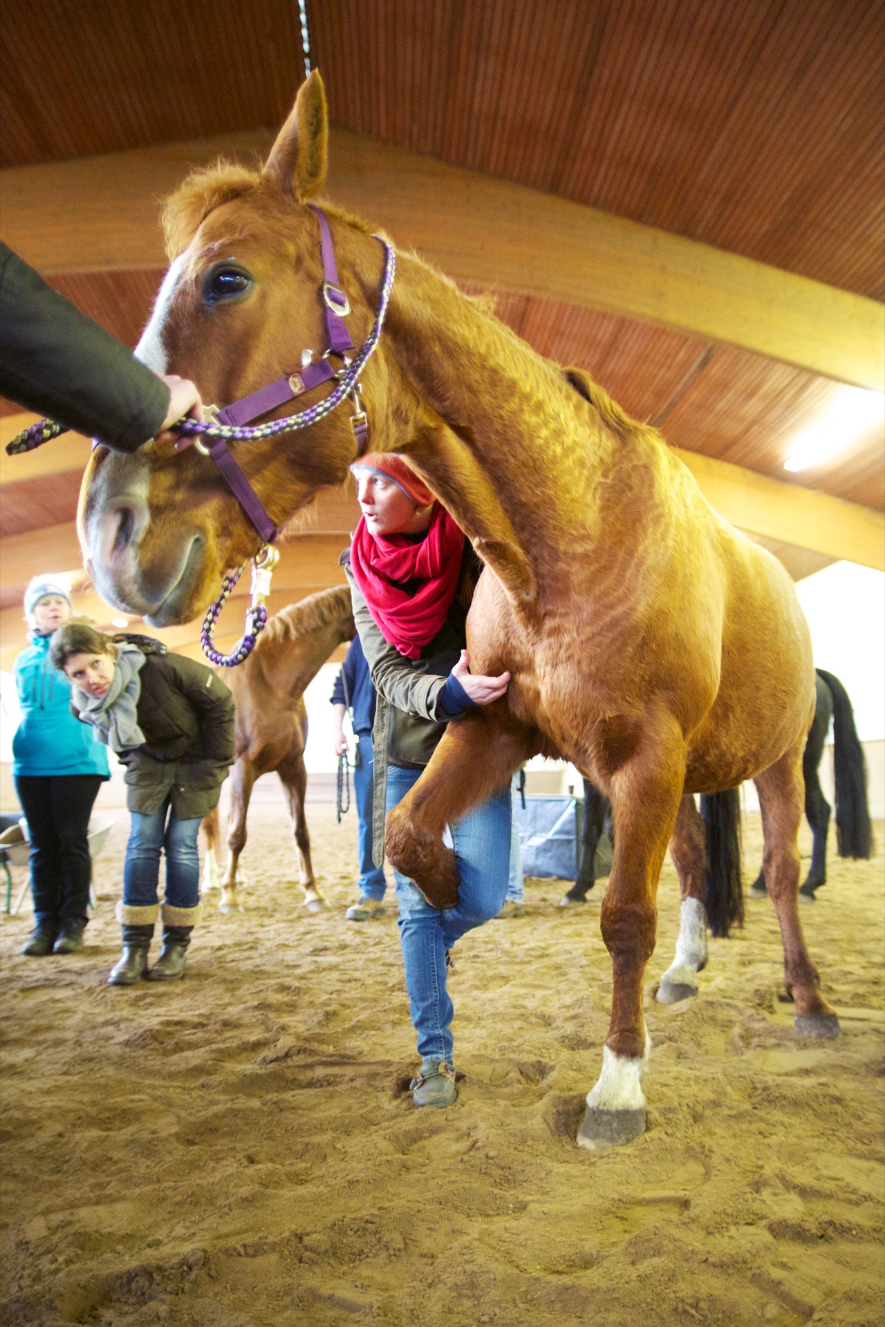 Advanced Equine seminar photo 6.