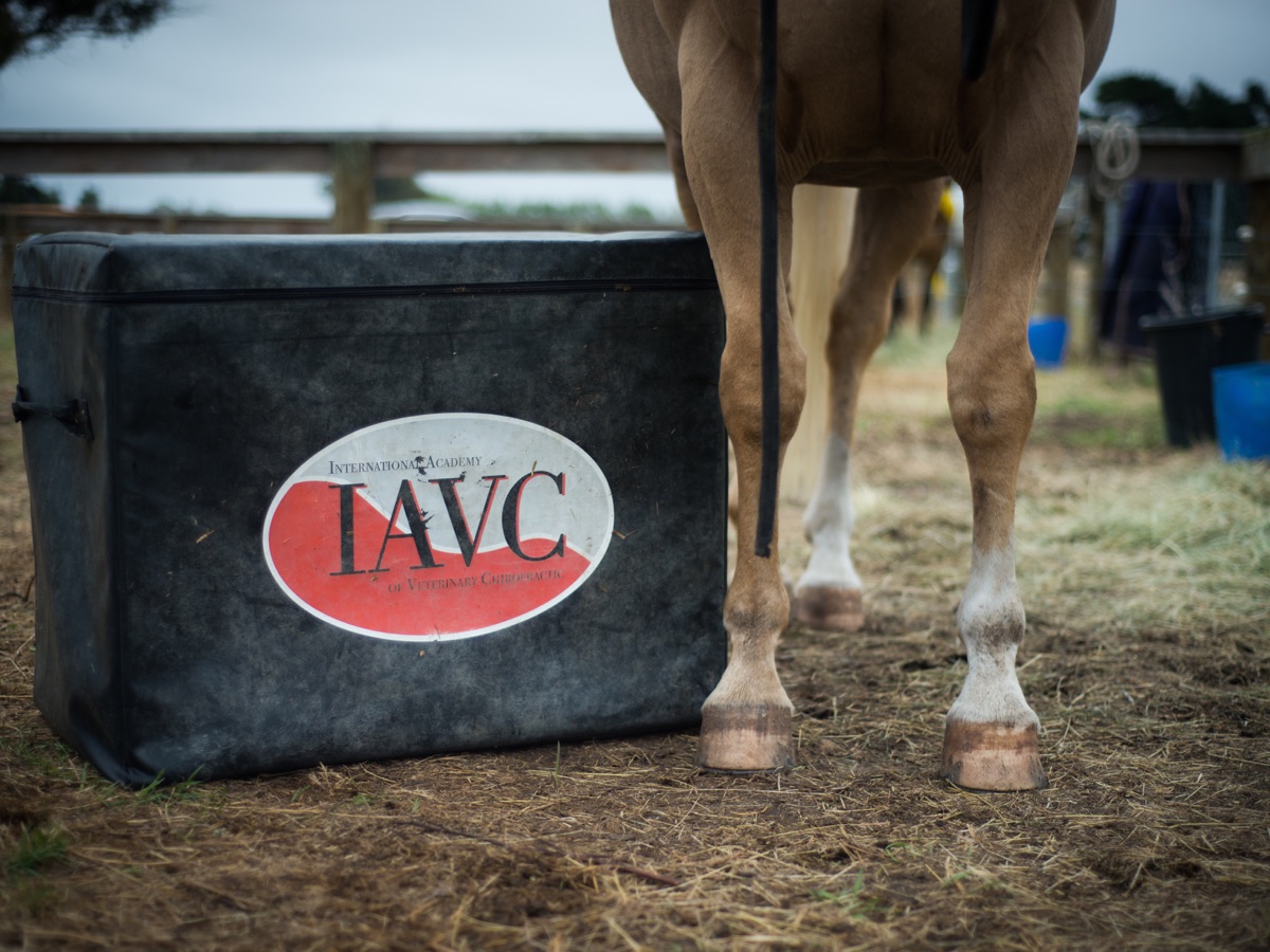 IAVC equipment beside a horse during equine practical training