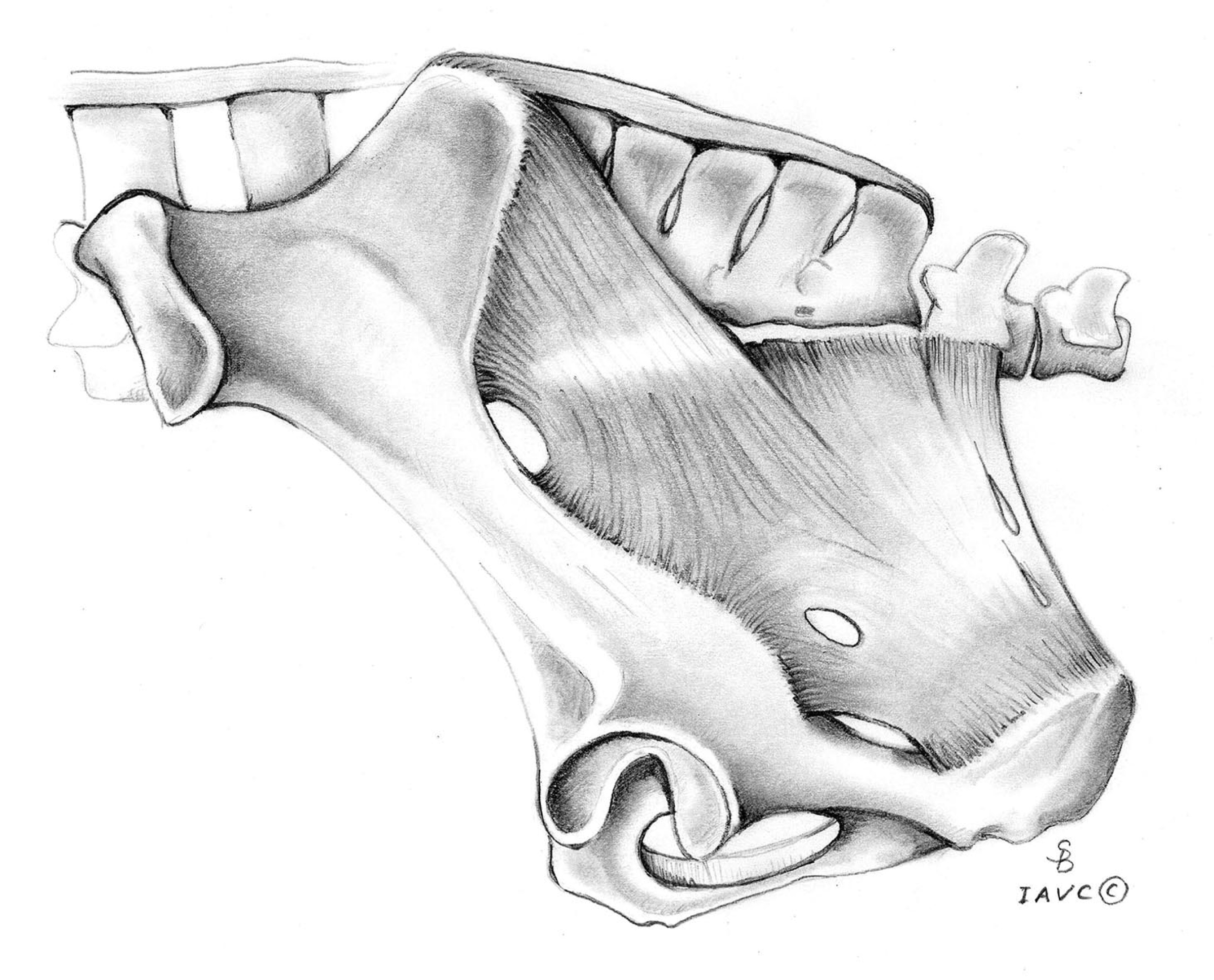 Illustration of the equine sacropelvic region and associated ligaments