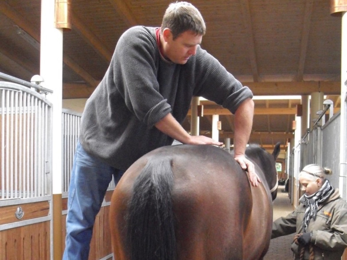Practitioner assessing a horse's sacropelvic region