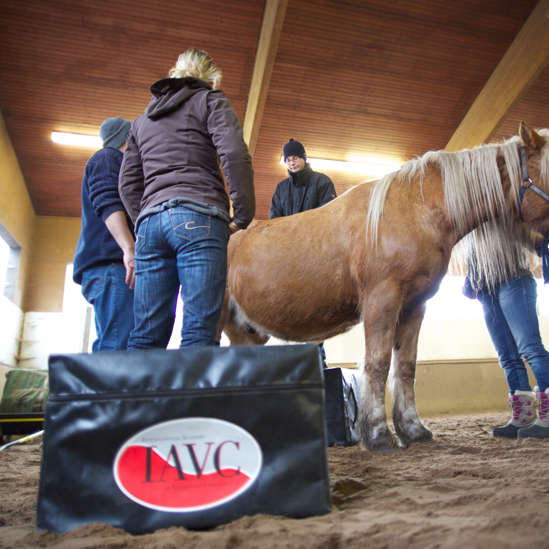 Advanced Equine seminar photo 7.
