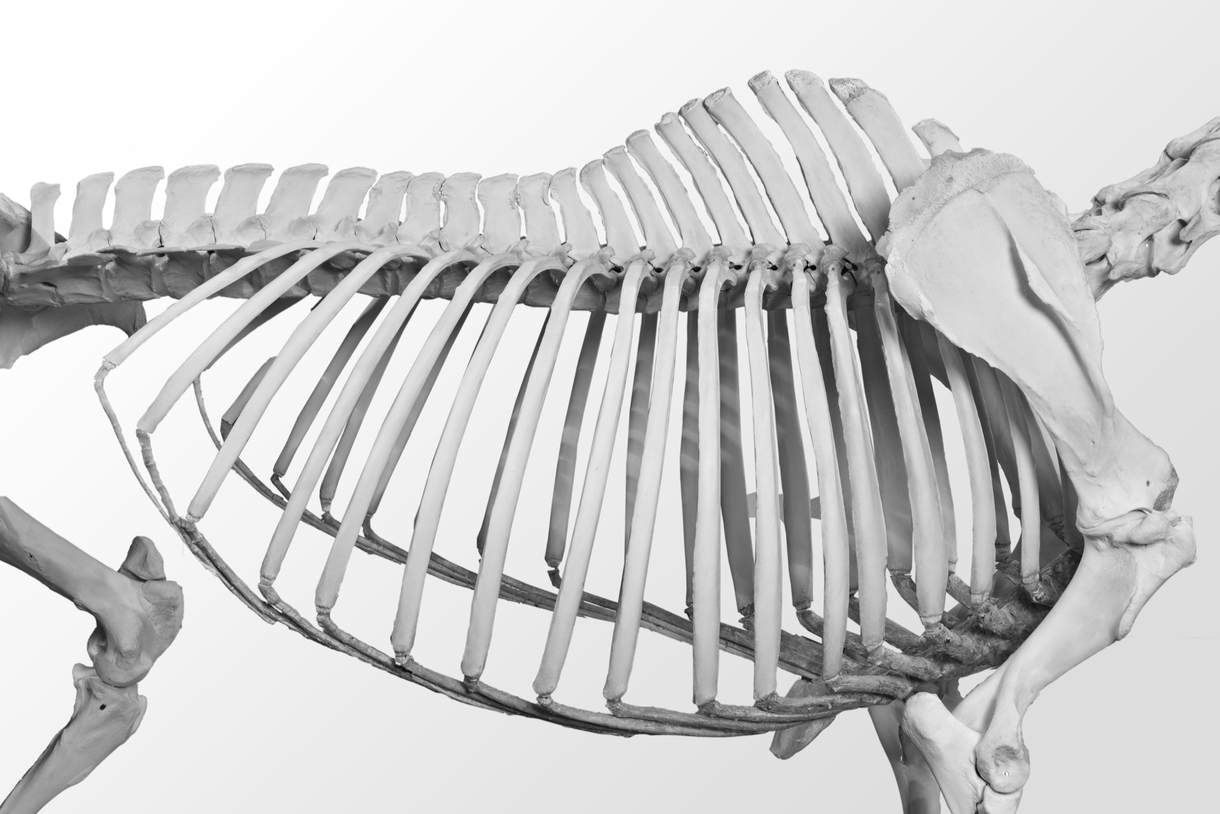 Equine thoracolumbar skeleton showing the back and rib cage