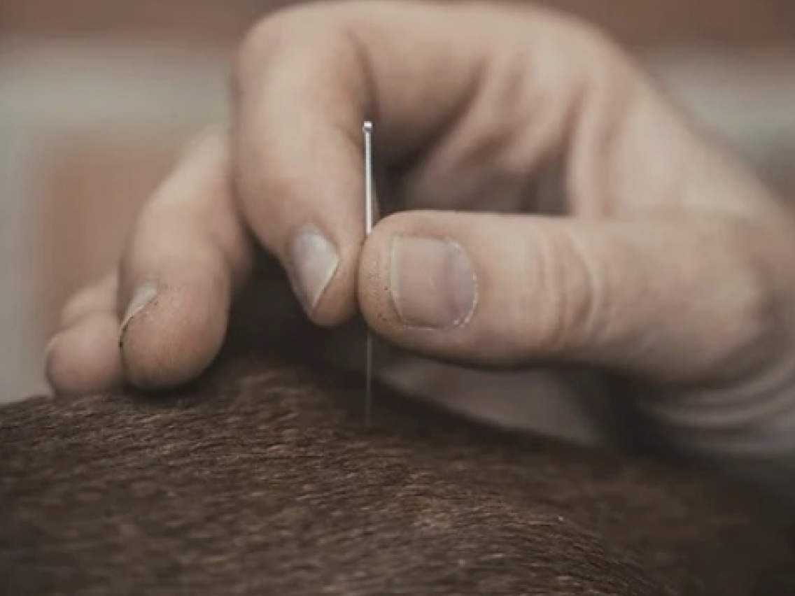 Points and Joints equine seminar thumbnail