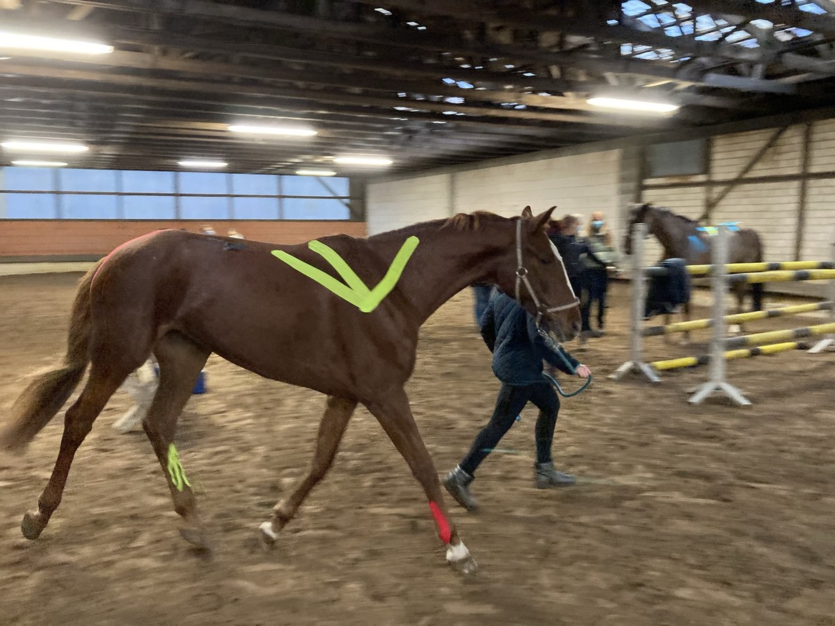 Veterinary Therapeutic Taping for Equine and Canine seminar thumbnail