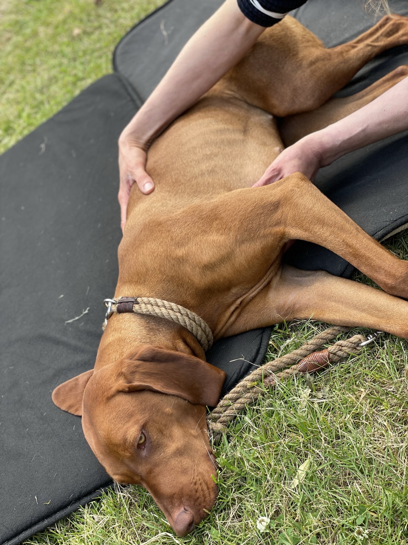 Canine 10-Step seminar photo 3.