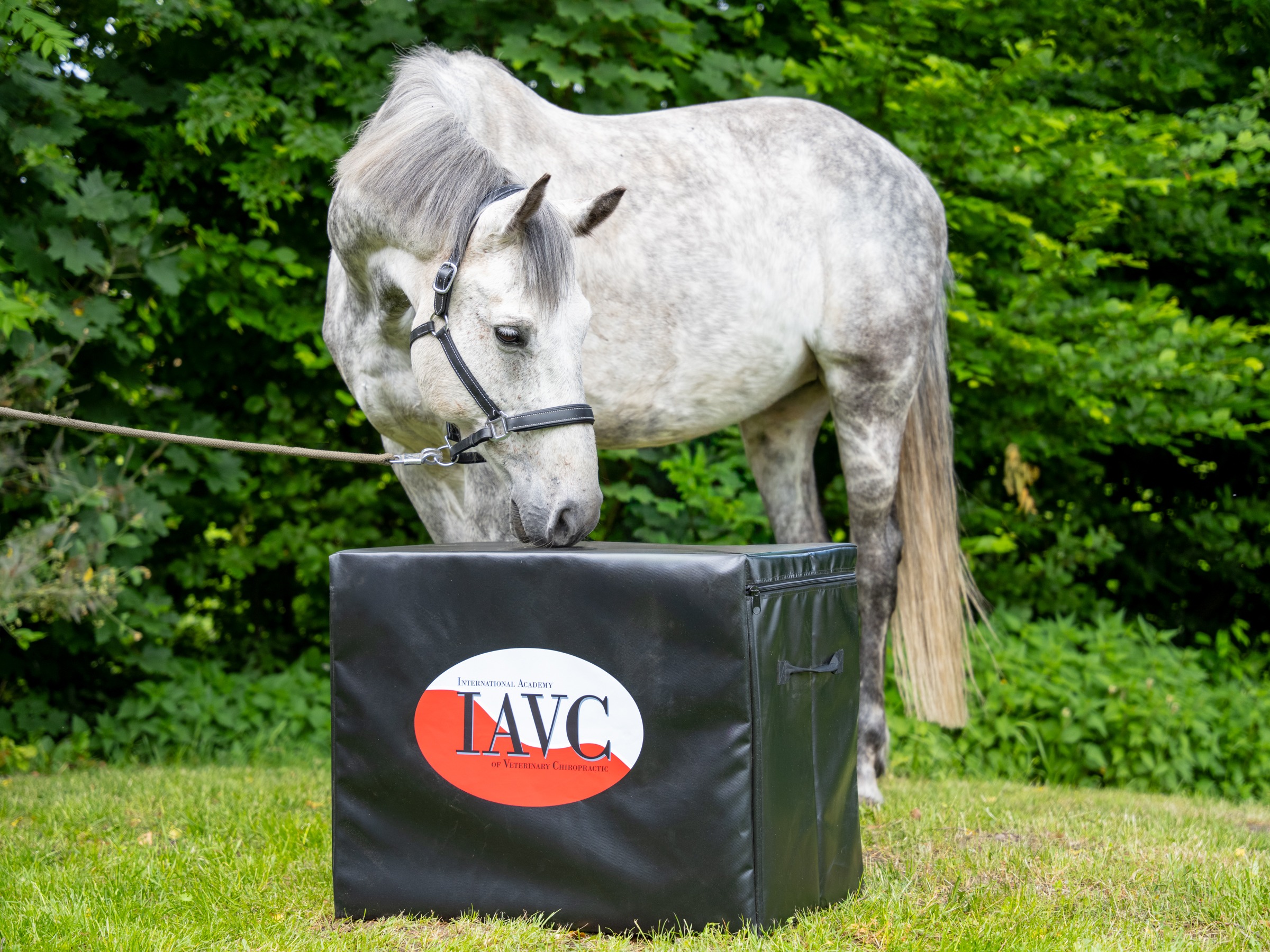 IAVC Equine Essentials training with a white horse at a practical station
