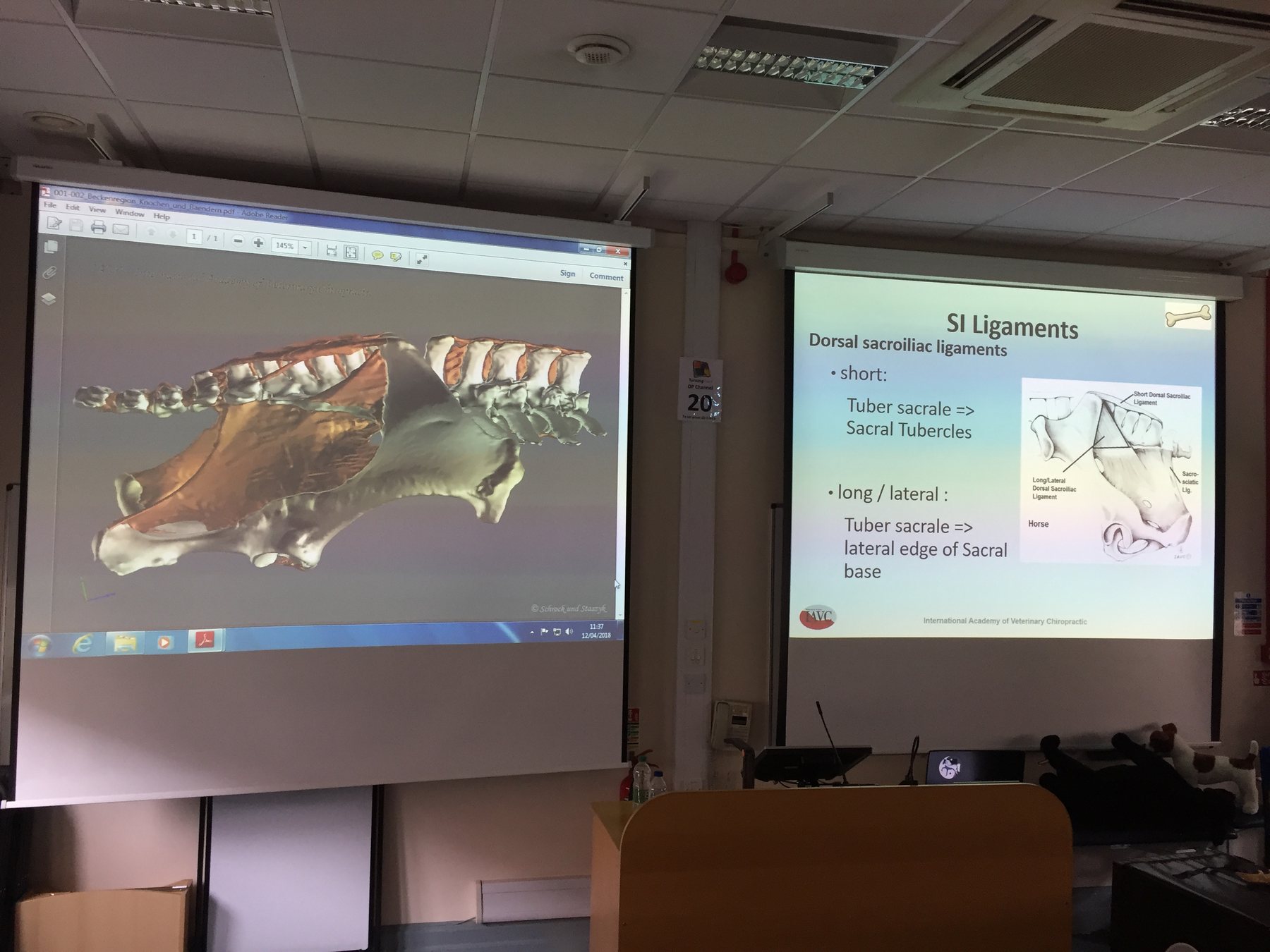 IAVC classroom presentation showing equine sacroiliac ligament anatomy.