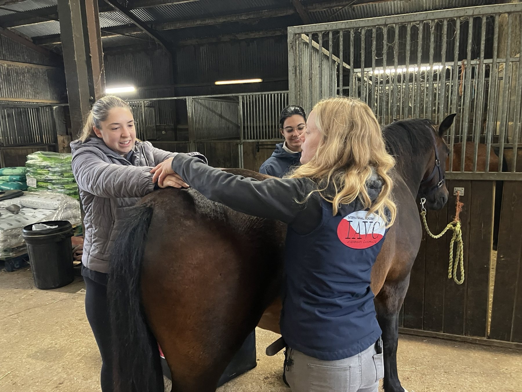 IAVC instructor supervising students during equine practical work in a stable.