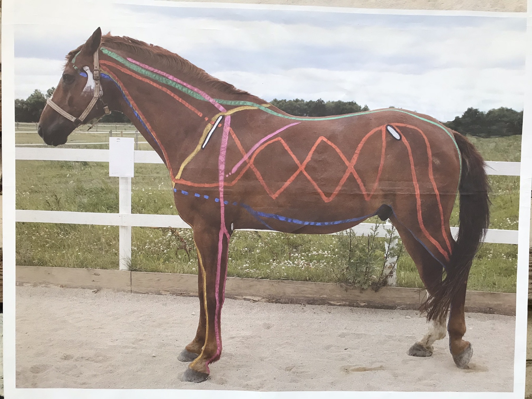 Myofascial Kinetic Lines in the Horse and Dog seminar