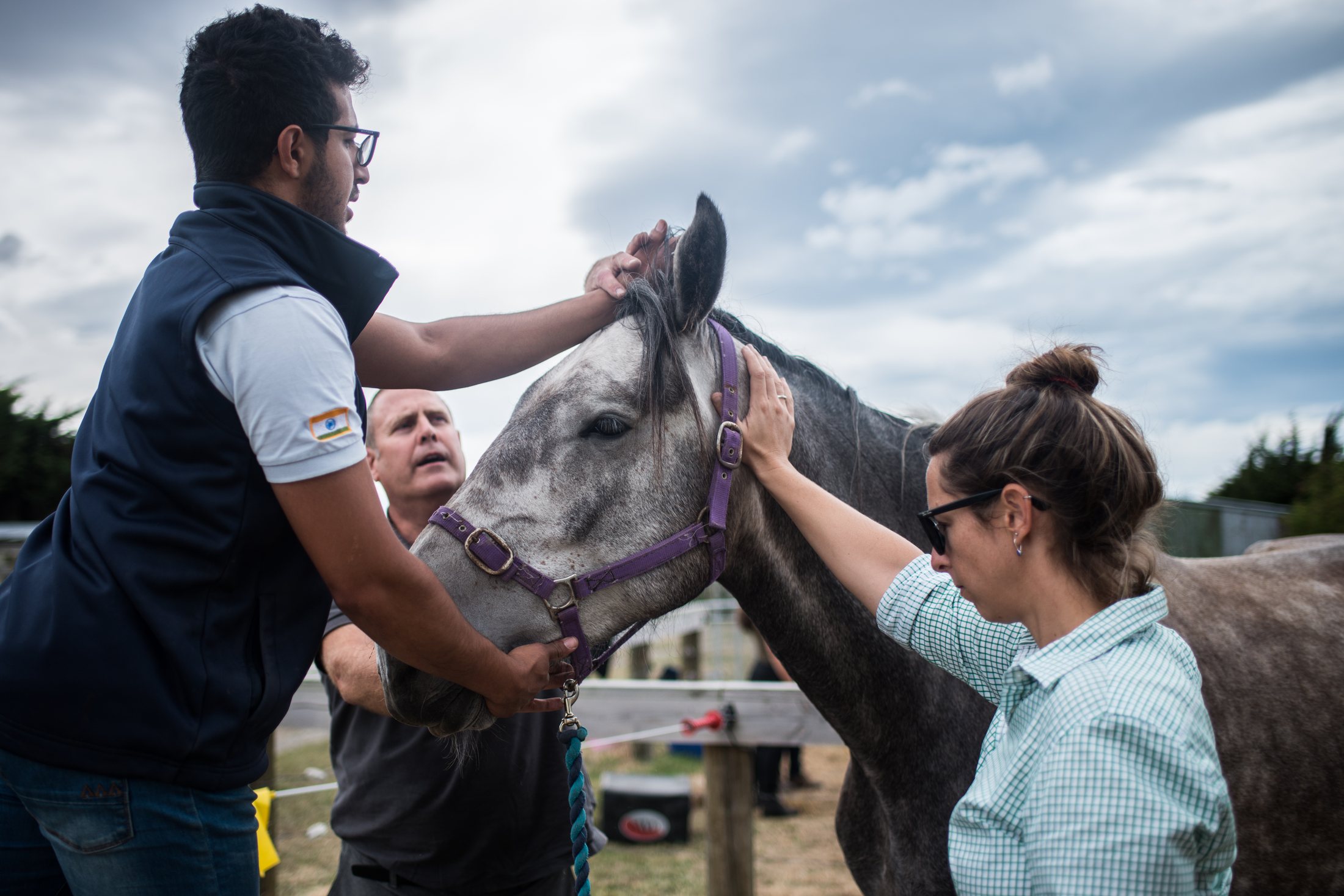 IAVC participants applying practical equine chiropractic technique with instructor guidance