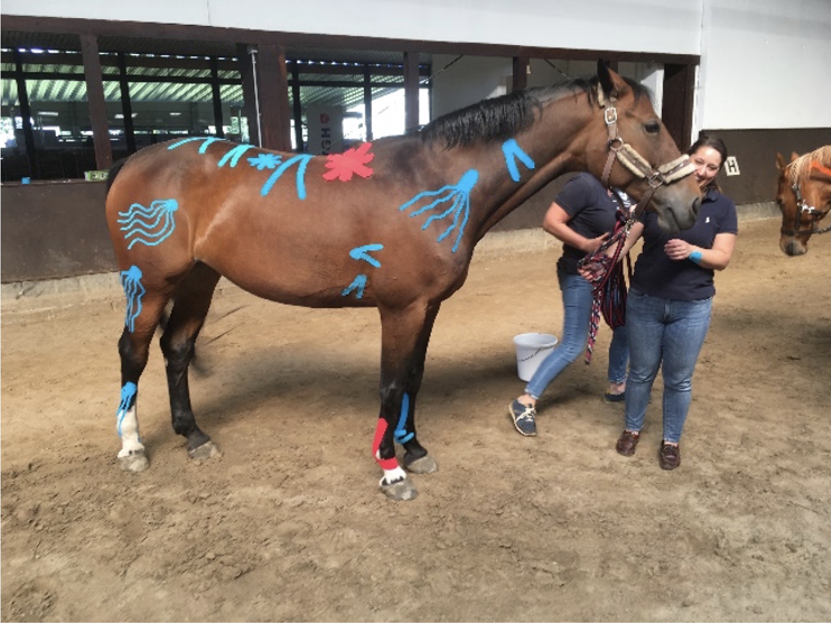 Veterinary Therapeutic Taping seminar photo 3.