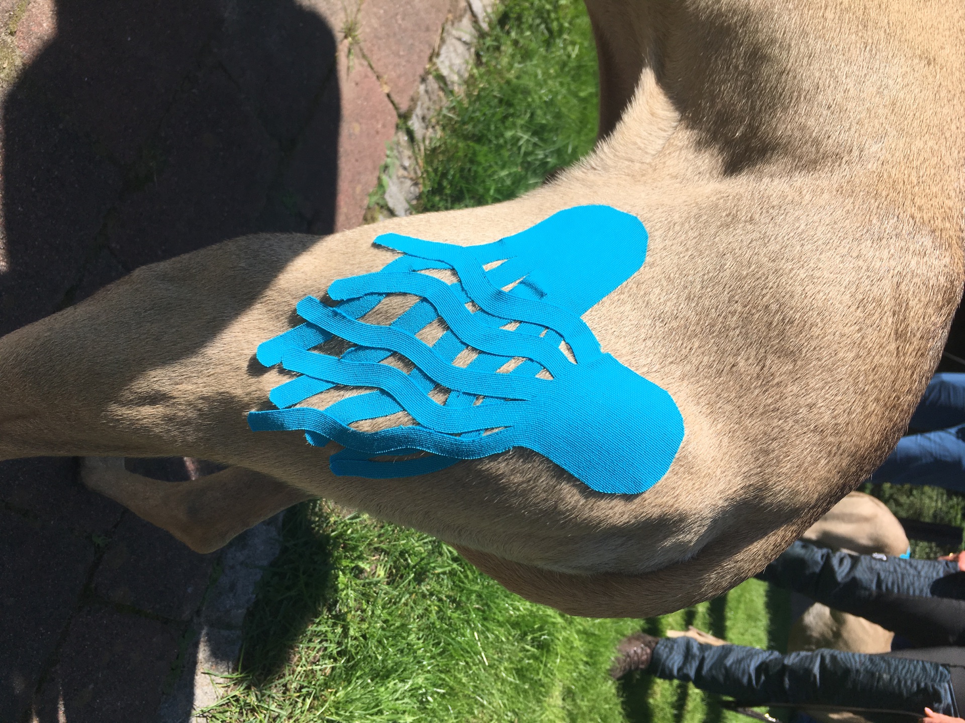 Veterinary Therapeutic Taping seminar photo 3.